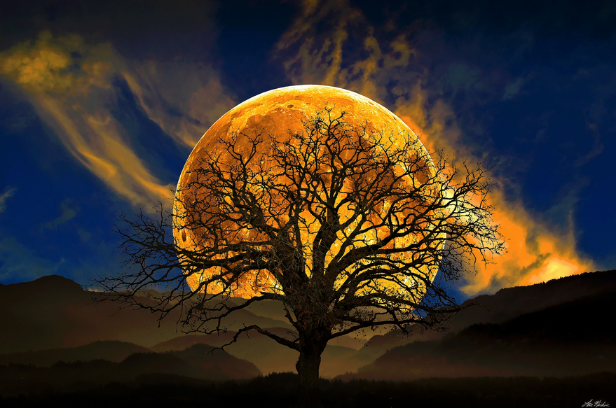 Bare leafless tree silhouetted against a giant orange full moon over a dark hilly landscape at dusk