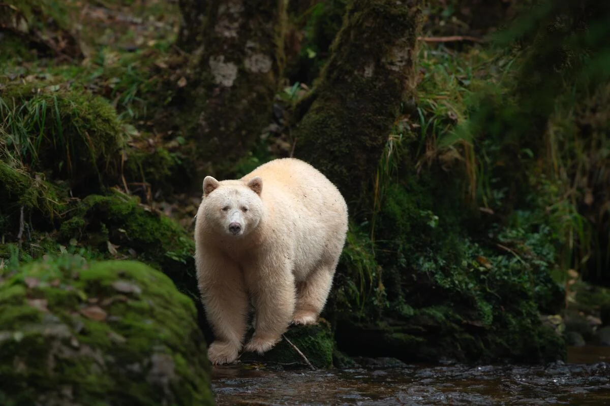 Cream colored bear standing at the edge of a mossy forest stream surrounded by lush green foliage
