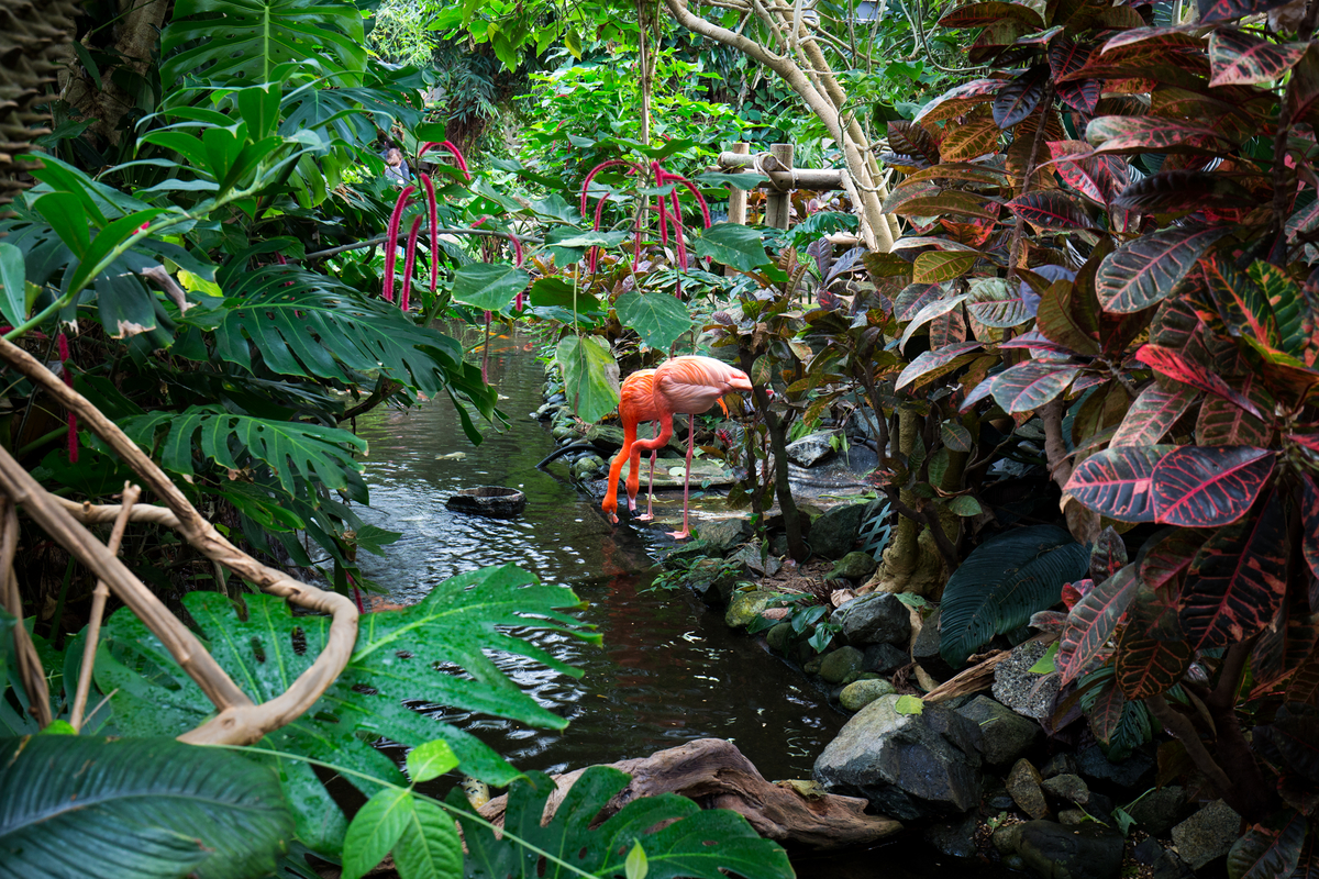 Pink flamingo standing by a narrow pond in a lush tropical garden