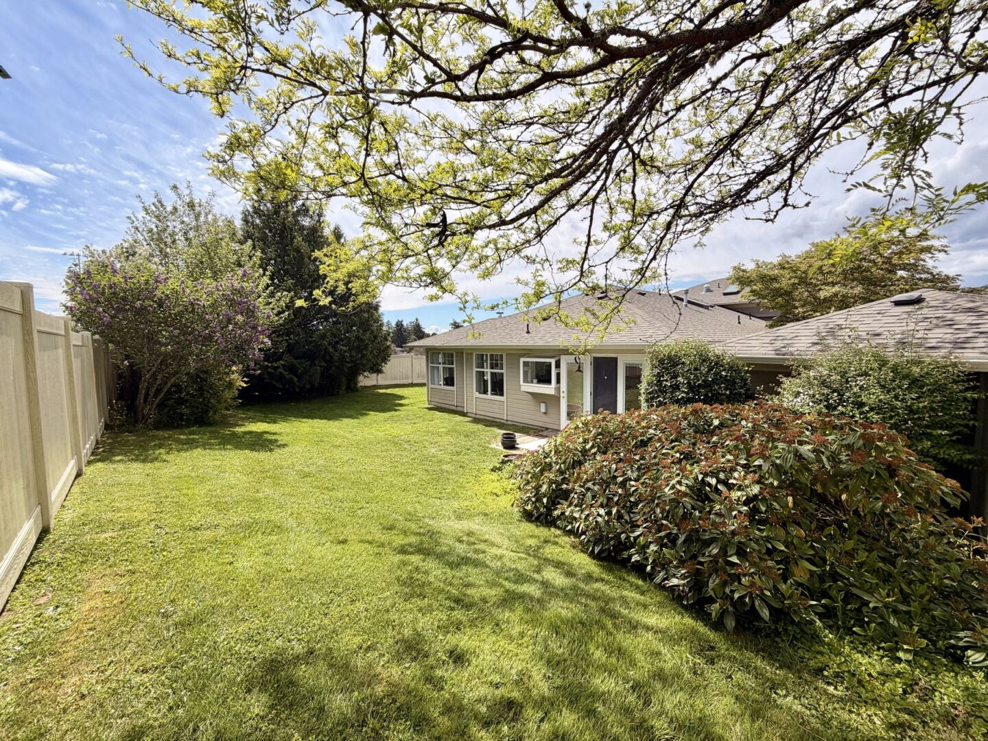 Backyard scene with a well kept green lawn beige single story house and a wooden fence on the left tree branches arch overhead